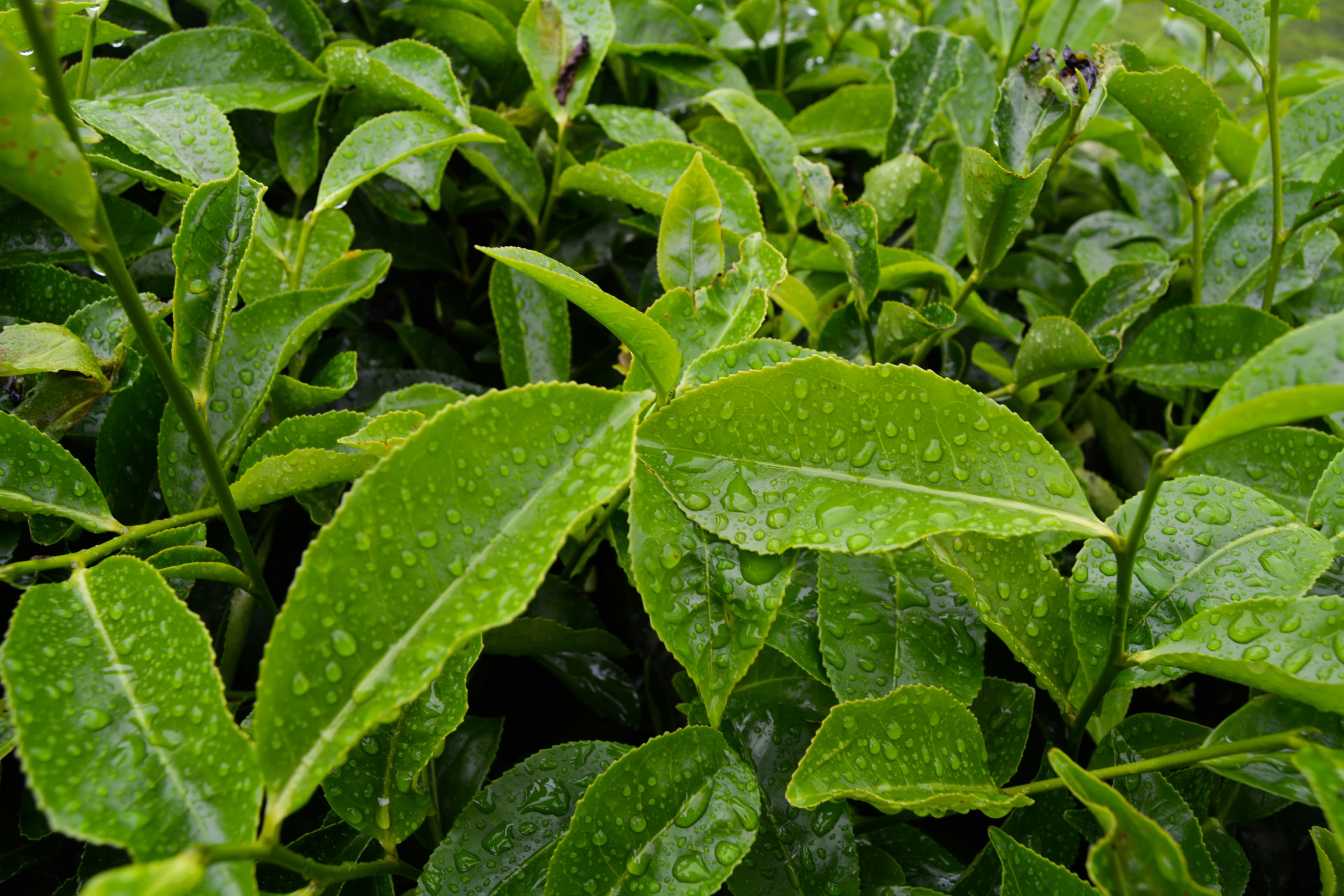 Fresh rain-covered tea leaves