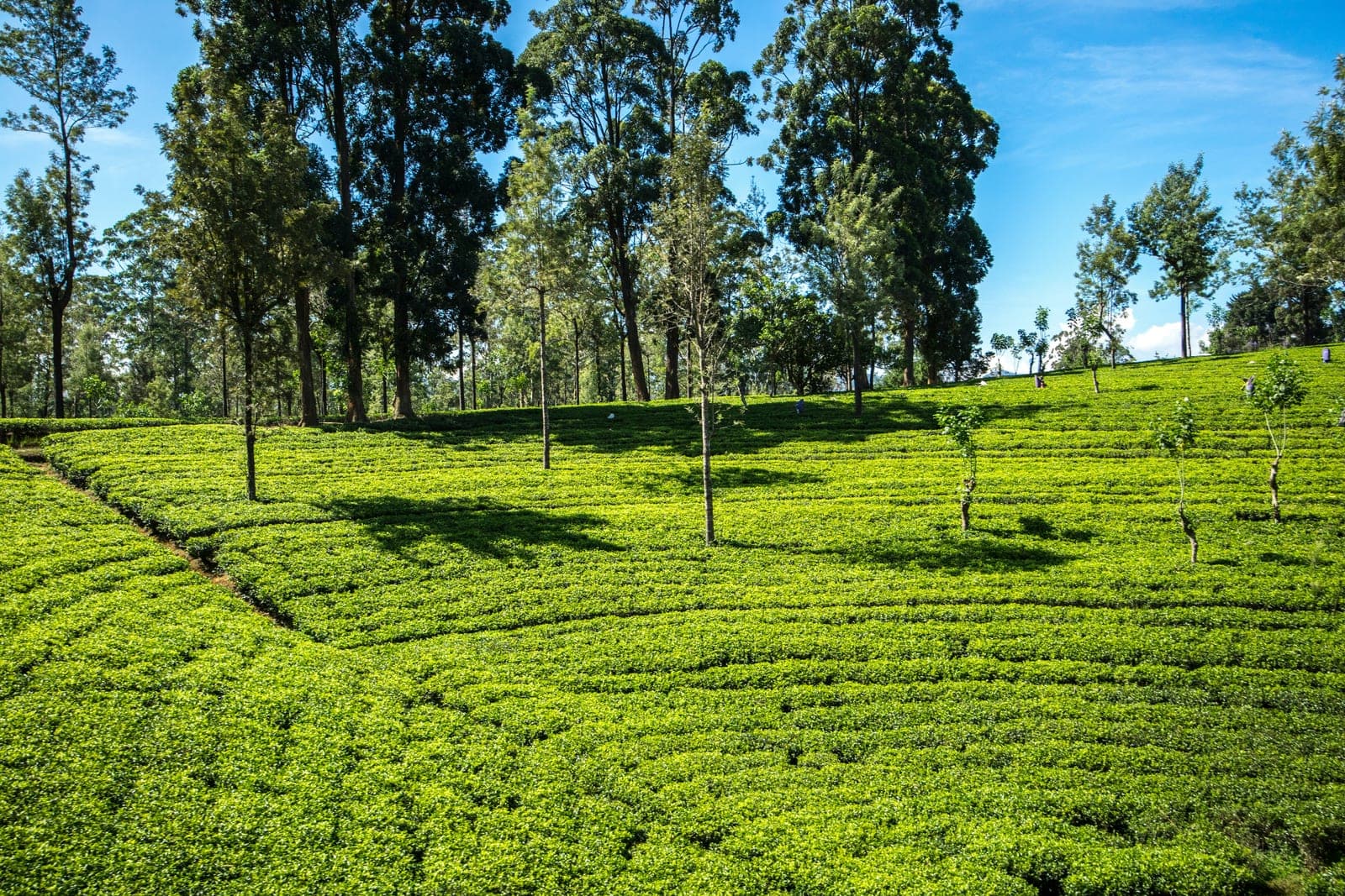 Sunlit tea fields across the rolling Gambung and Pangalengan highlands