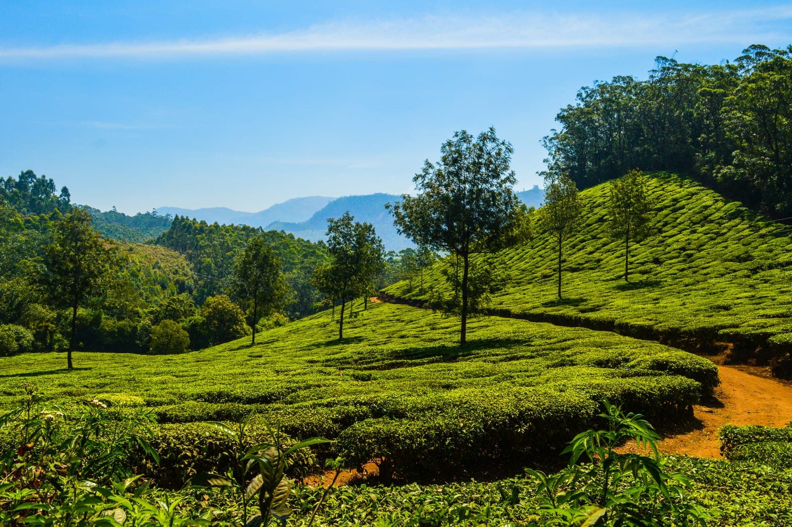 Kayu Aro tea gardens beneath Mount Kerinci at sunrise