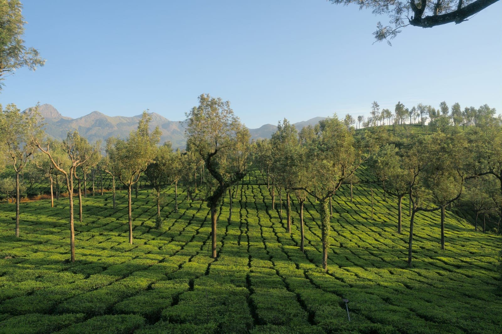 Misty tea gardens rolling through the Sidamanik highlands