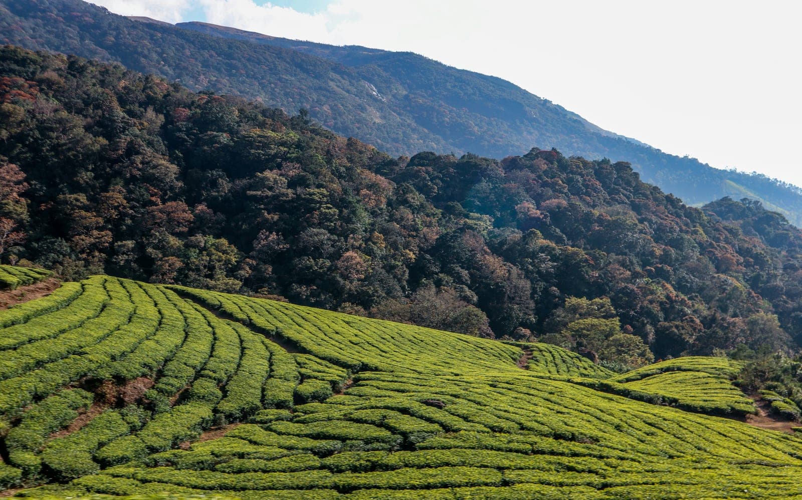 Tea gardens across the volcanic Wonosobo highlands at sunrise