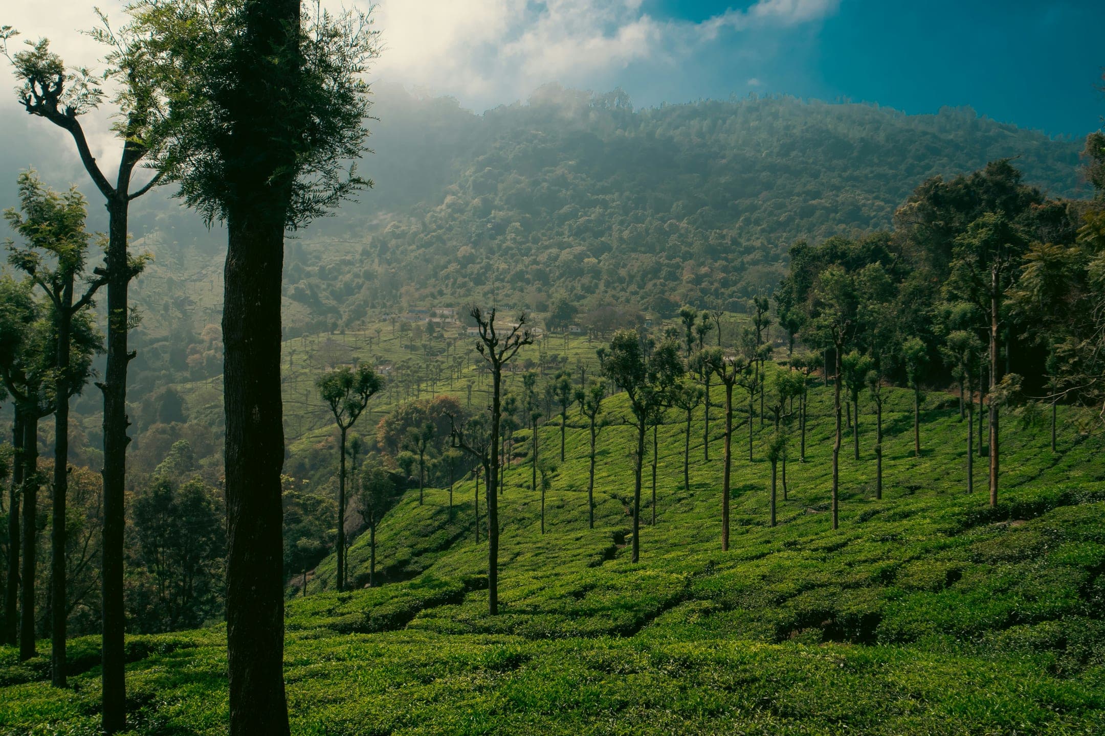 A misty highland tea landscape shaped by mountain forests