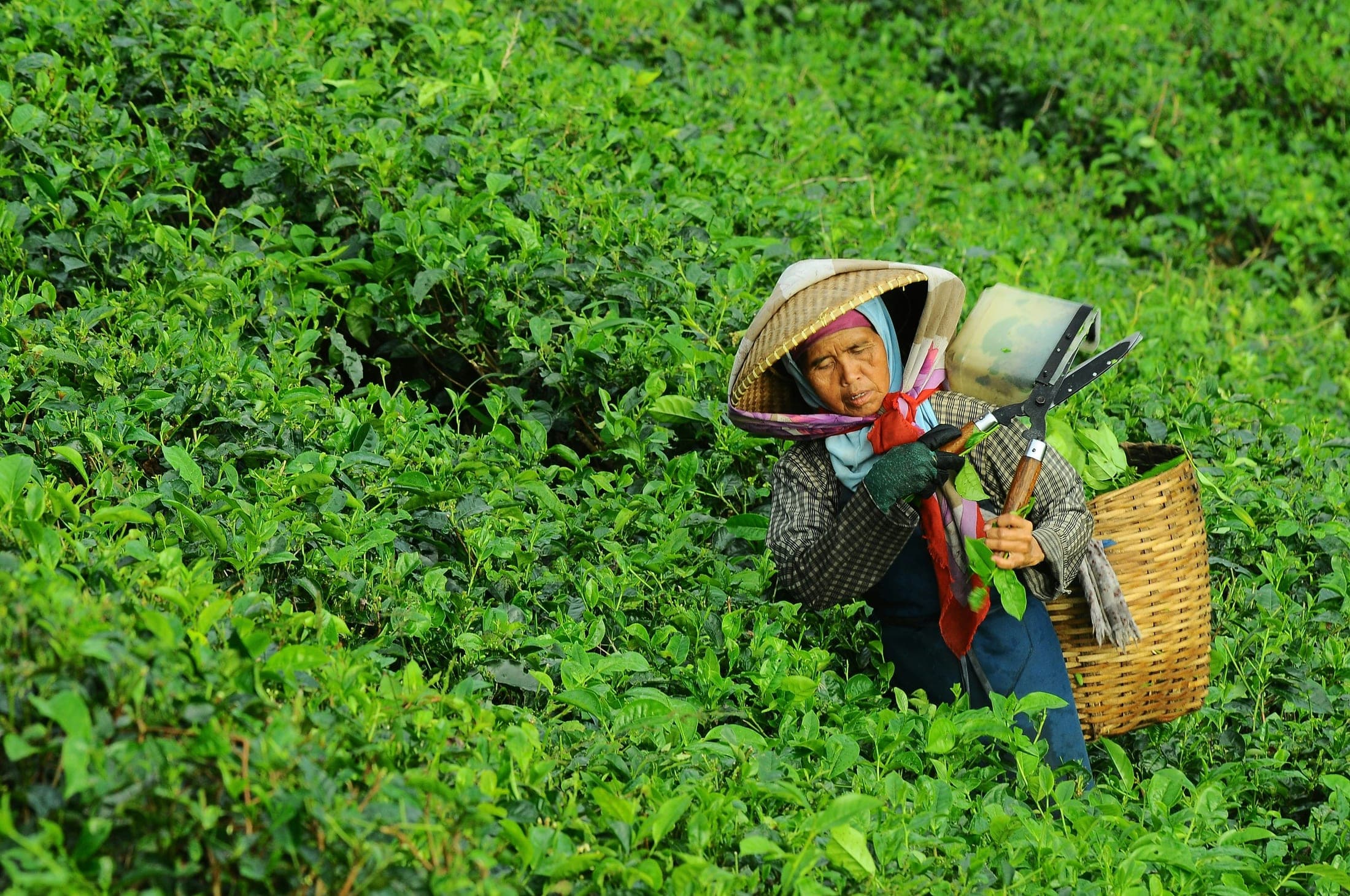 An older woman harvesting tea leaves by hand