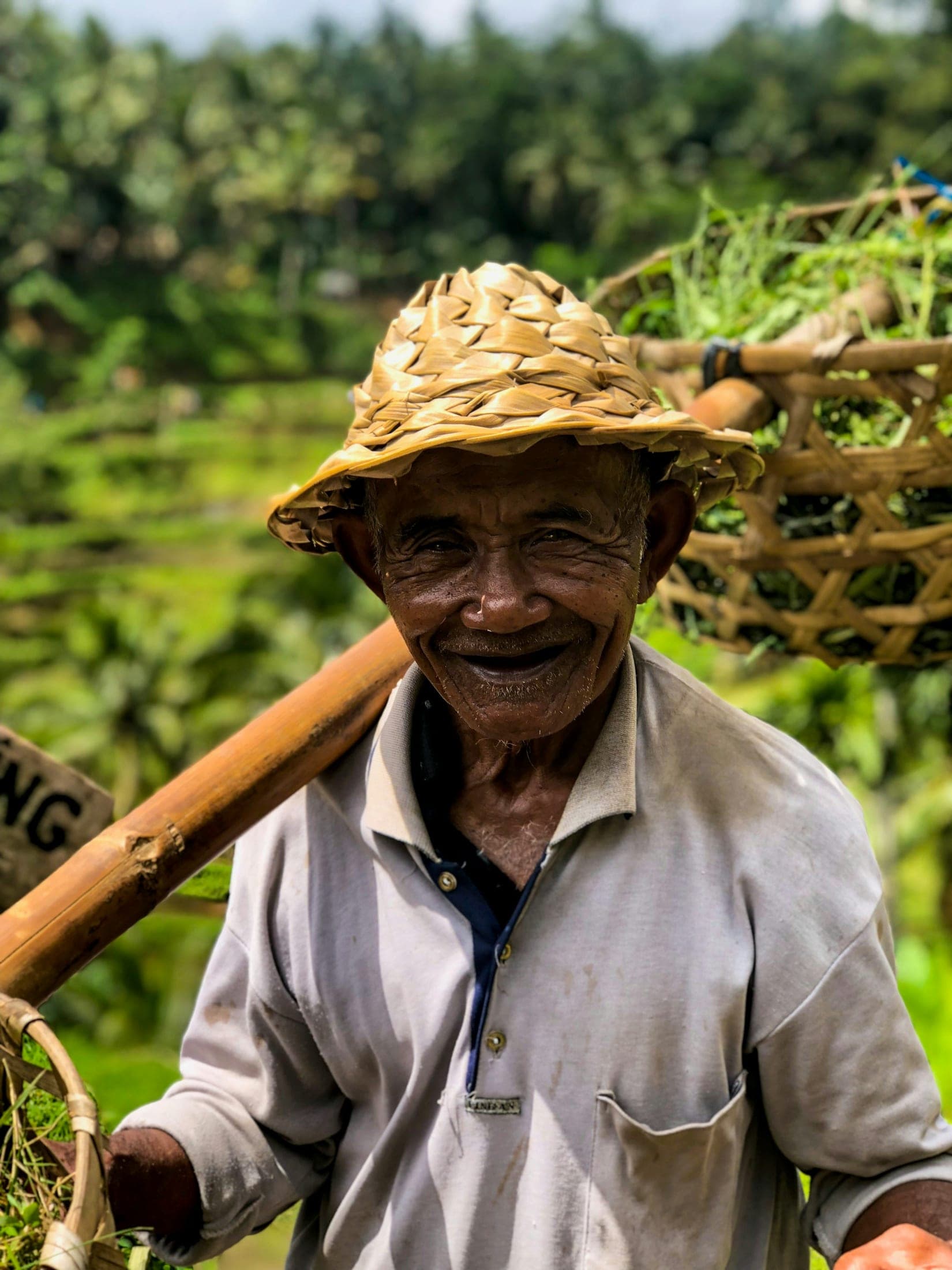 An experienced tea grower carrying a harvest basket