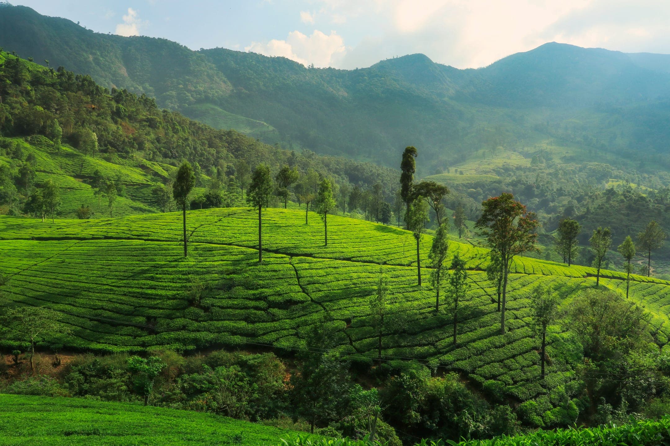 Sunlit tea gardens across a mountain valley